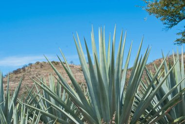 Tekila üretmek için agave bitkilerinin manzarası. Meksika.