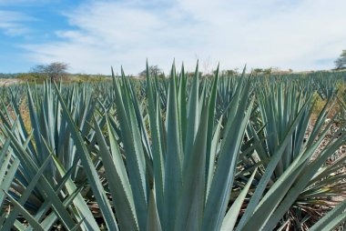 Tekila üretmek için agave bitkilerinin manzarası. Meksika.