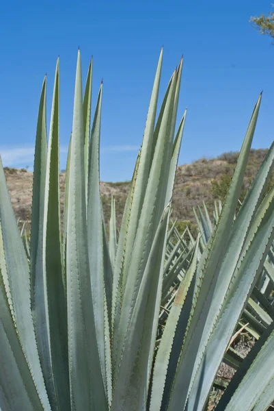 Landschap Van Agave Planten Tequila Produceren Mexico — Stockfoto