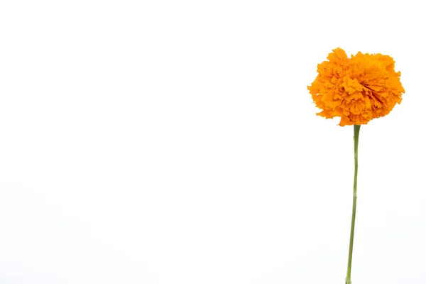 Detail Der Gelben Blume Von Cempazuchitl Für Den Tag Der — Stockfoto