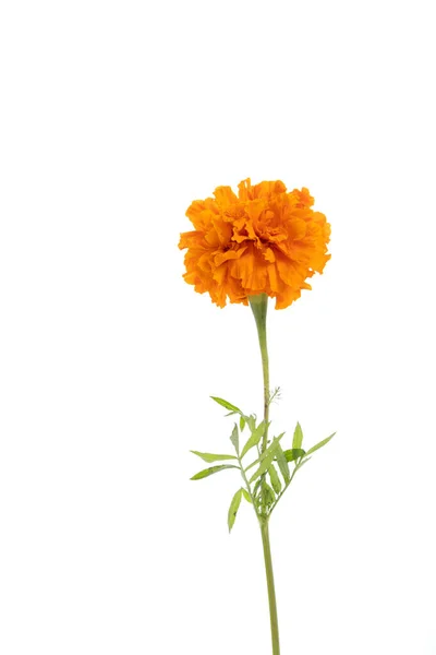 Detail Der Gelben Blume Von Cempazuchitl Für Den Tag Der — Stockfoto