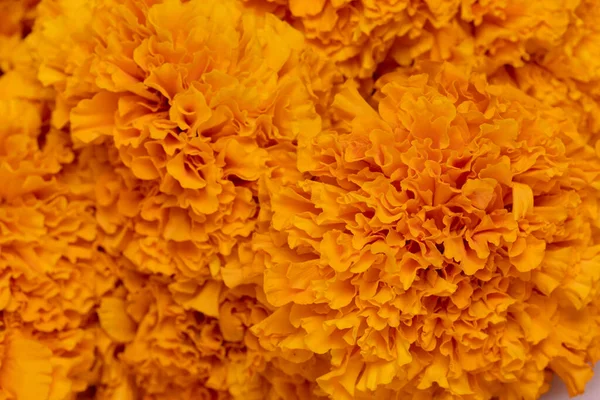 stock image Texture of yellow flower of cempazuchitl for the day of the dead in Mexico on white background.