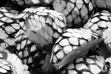 Meksika, Jalisco 'da tekila imalat endüstrisi.. 