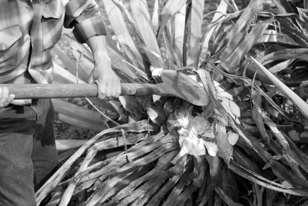 Βιομηχανία Παραγωγής Ποτοποιίας Tequila Στο Jalisco Μεξικό — Φωτογραφία Αρχείου