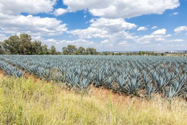 Tekila üretmek için agave bitkilerinin ekimi