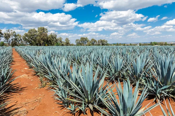 Landschap Van Het Planten Van Agaveplanten Voor Productie Van Tequila — Stockfoto