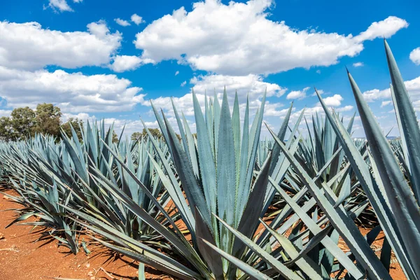 Paisaje Plantación Plantas Agave Para Producir Tequila —  Fotos de Stock