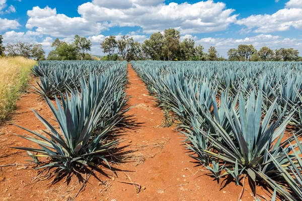 Landschaft Der Anpflanzung Von Agave Pflanzen Zur Herstellung Von Tequila — Stockfoto