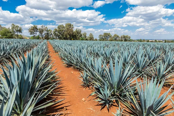 Paisagem Plantio Plantas Agave Para Produzir Tequila — Fotografia de Stock