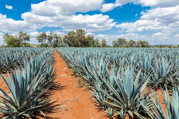 Agave Növények Tequila Előállítása Céljából Történő Ültetésének Tájképe — Stock Fotó