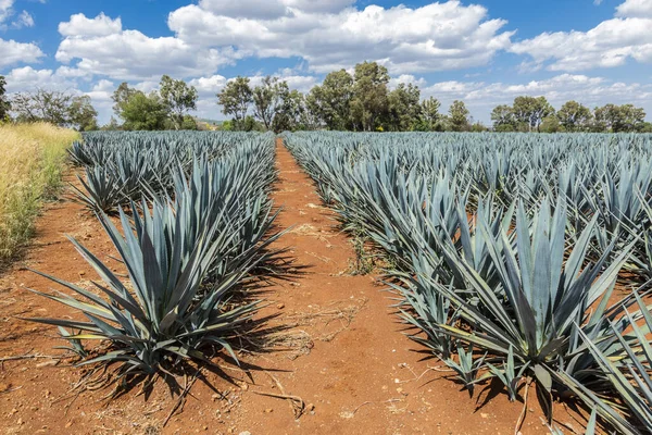 Detalhe Agave Tequila Paisagem Guadalajara Bela Vista — Fotografia de Stock