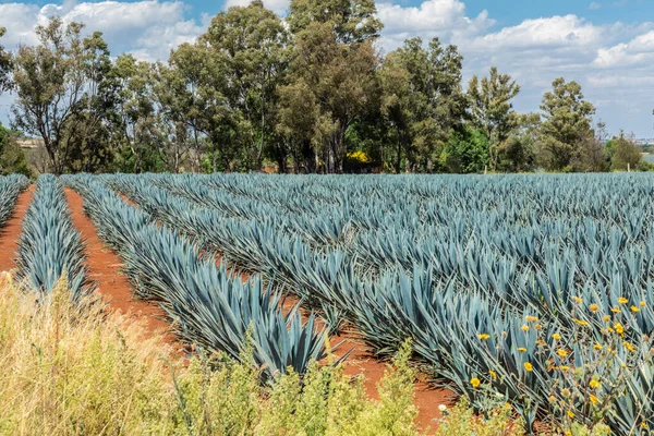 Detalhe Agave Tequila Paisagem Guadalajara Bela Vista — Fotografia de Stock