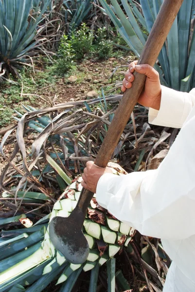 Człowiek działa w branży tequili — Zdjęcie stockowe