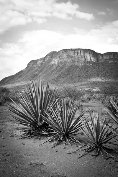 Paesaggio di tequila — Foto Stock