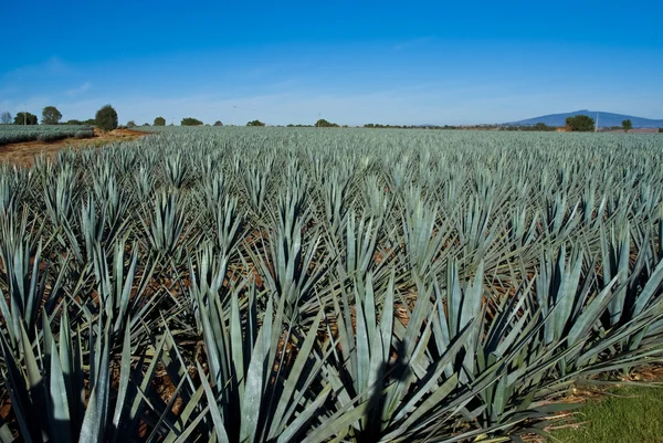 Paesaggio tequila Messico — Foto Stock