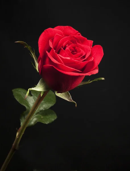 Beautiful rose — Stock Photo, Image