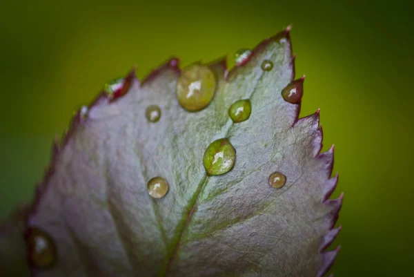 葉の滴 — ストック写真