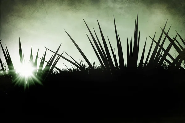 Tequila Landscape — Stock Photo, Image