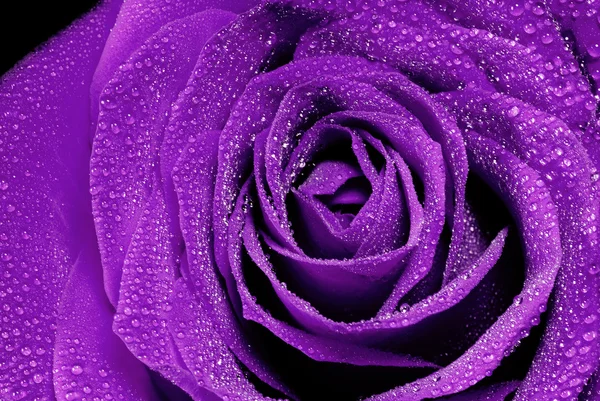 Beautiful purple rose — Stock Photo, Image