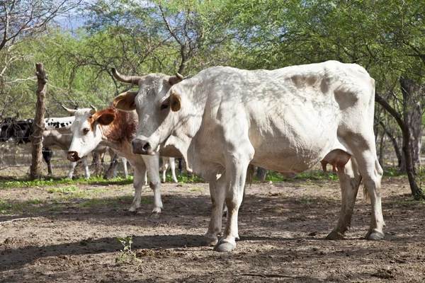 Cows — Stock Photo, Image