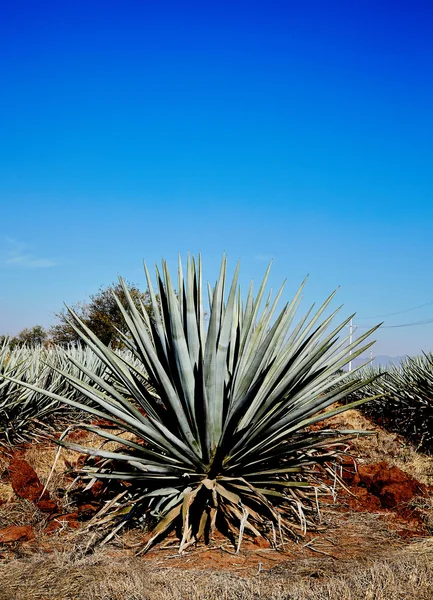 Paisagem de tequila — Fotografia de Stock