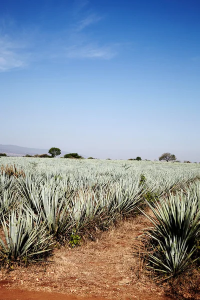 Paesaggio di tequila — Foto Stock