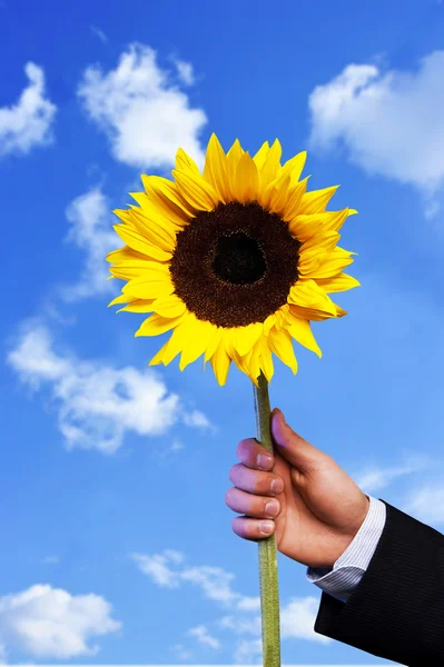 Hand and the sunflower — Stock Photo, Image