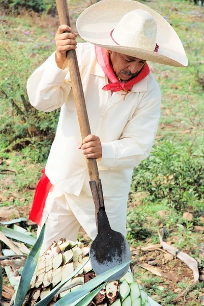 Jimador. — Foto de Stock