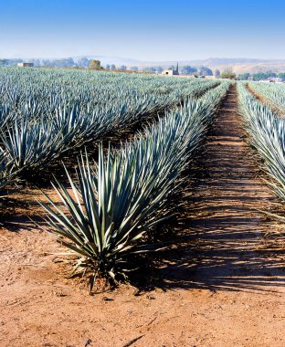 alanları tekila olgunlaşması