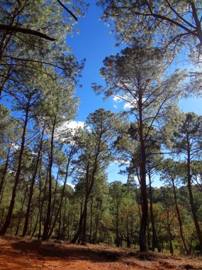 büyük yeşil orman