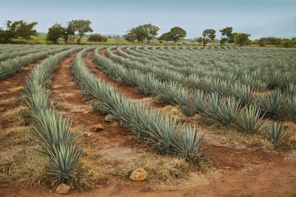 Campos de maduración tequila —  Fotos de Stock