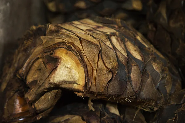 Produzione di tequila di agave — Foto Stock