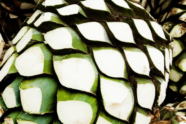 Agave tequila produktion — Stockfoto