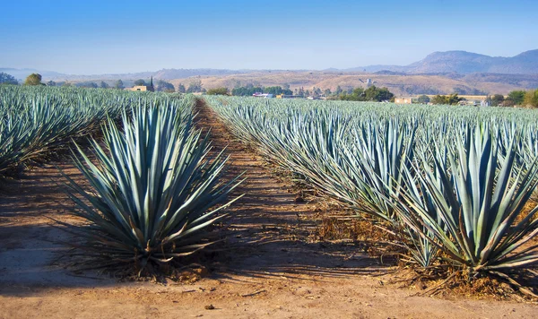 Campos de maduración tequila — Foto de Stock