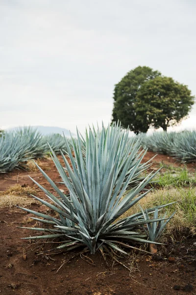 Um campo de tequila — Fotografia de Stock