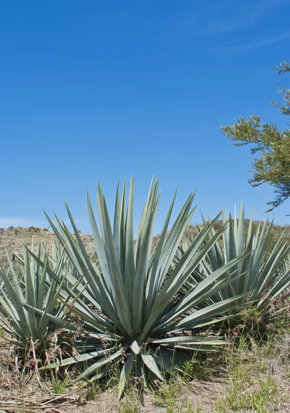 En Tequila landskap — Stockfoto