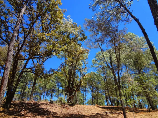 Grande floresta verde — Fotografia de Stock