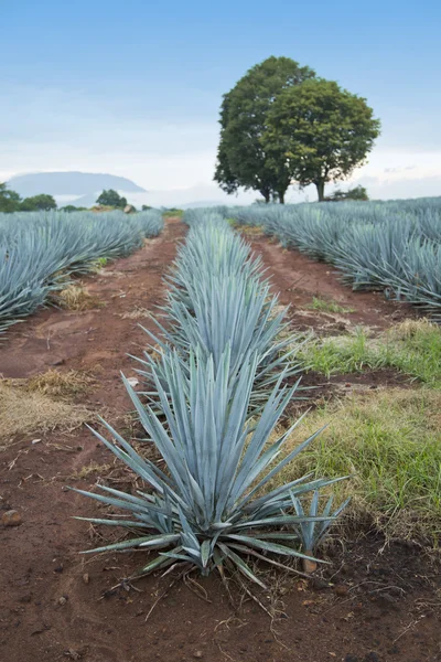 Tequila Landscape developing — Stock Photo, Image