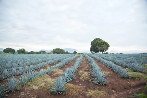 Grande agave da semina — Foto Stock