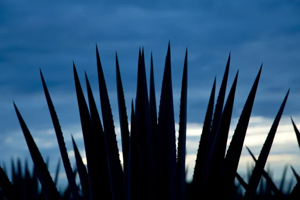 Tequila Landscape developing — Stock Photo, Image