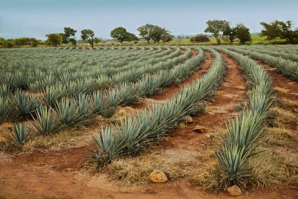 Campos de maduración tequila Imagen De Stock