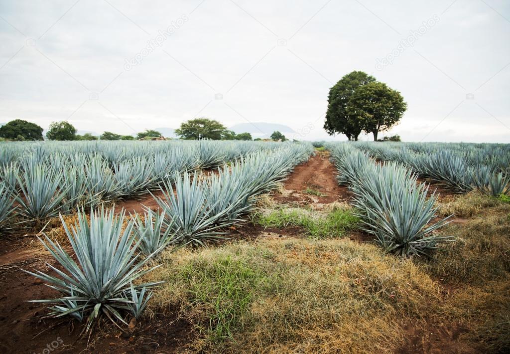 Tequila Landscape developing