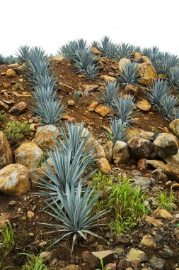 peyzaj tekila Guadalajara