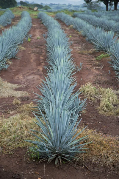 Paesaggio di tequila — Foto Stock