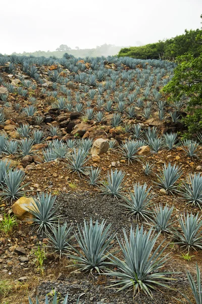 Paesaggio tequila guadalajara — Foto Stock