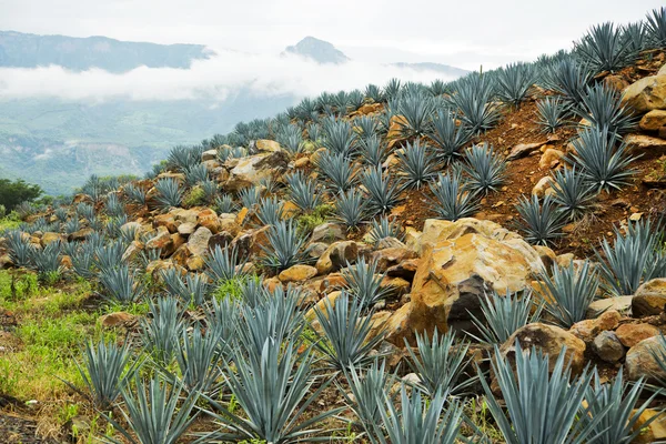 Paesaggio di tequila — Foto Stock