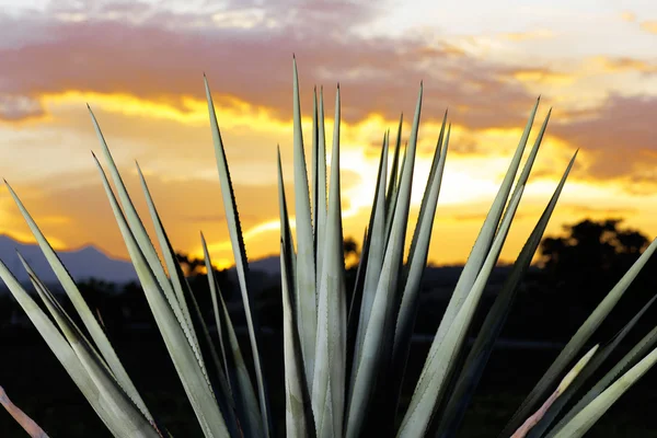 Paisagem de tequila — Fotografia de Stock