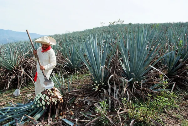 Un homme travaille dans l'industrie de la tequila Photos De Stock Libres De Droits
