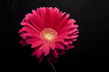 güzel çiçek sanat