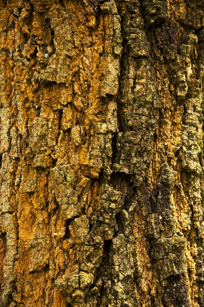 De textuur van een boom — Stockfoto